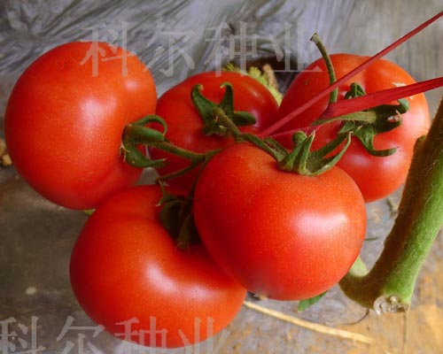 潍坊市科尔种业布鲁克--大红西红柿种子厂家供应用于西红柿种子的科尔种业布鲁克--大红西红柿种子