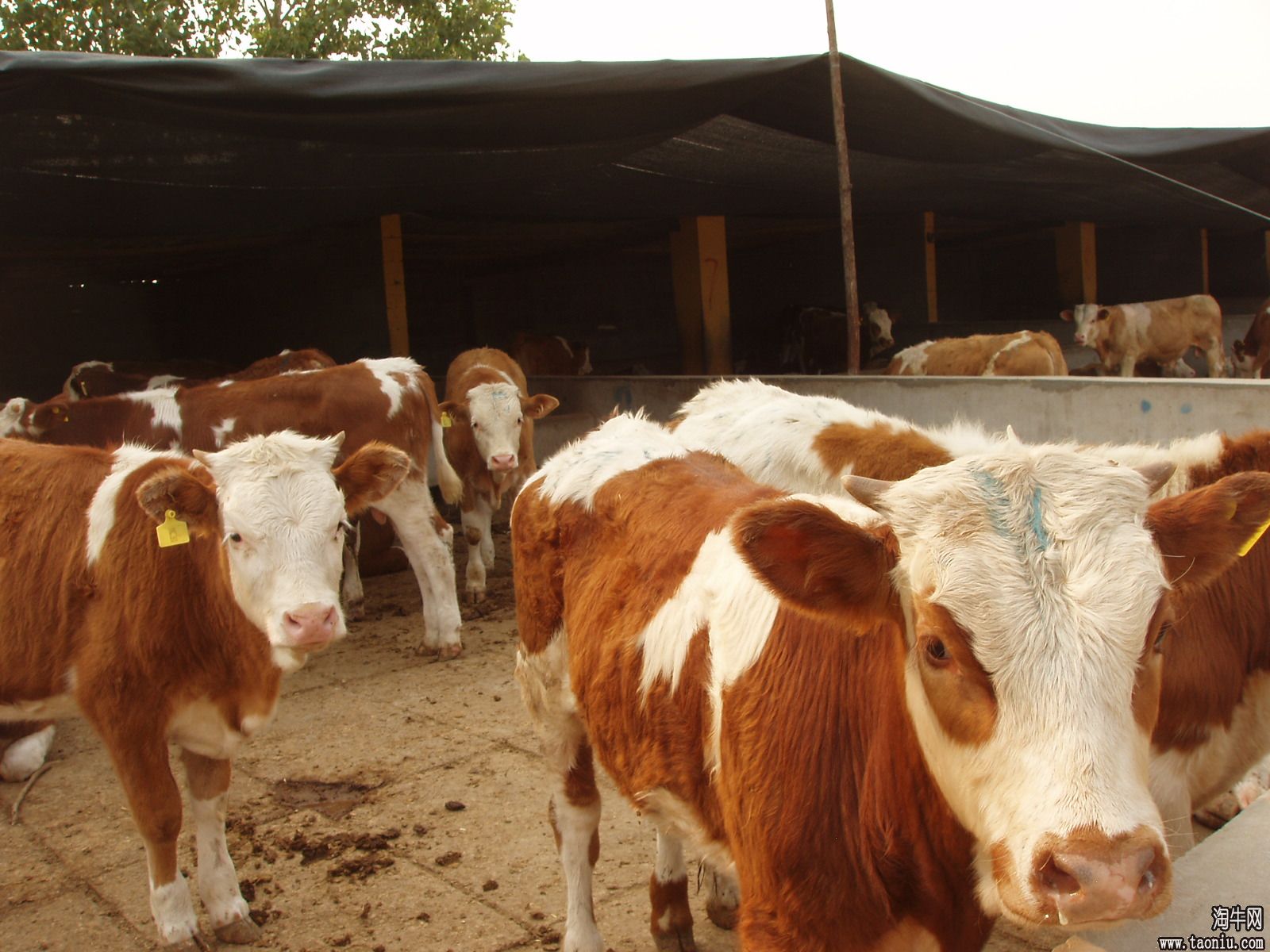 供应育肥牛犊的价格 放养肉牛犊 300斤牛犊多少钱一头 肉牛犊养殖视频图片