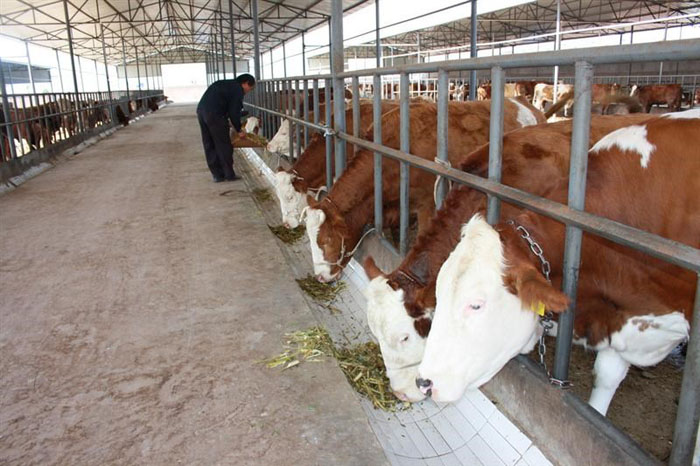 供应西门塔尔牛犊喂养注意问题及效益河北衡水市养牛场100头牛养殖投资规划小牛犊多少钱 一头图片