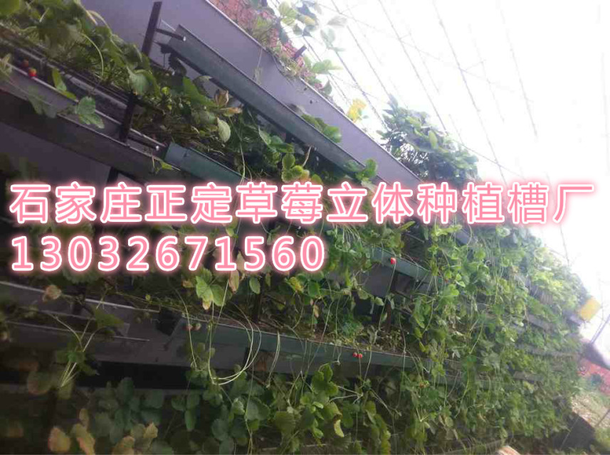 石家庄市山东草莓育苗槽 草莓立体种植槽厂家