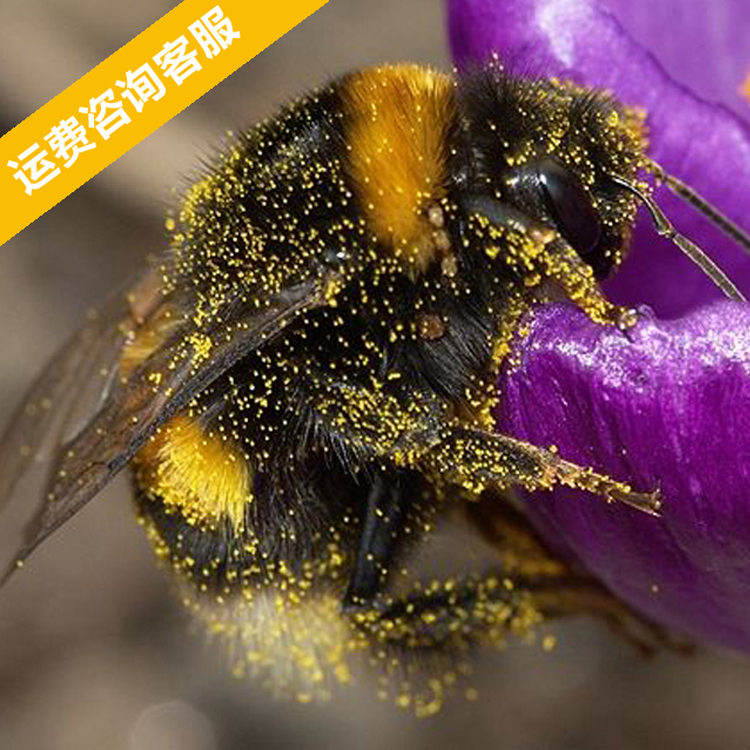 北京市熊蜂授粉标准箱厂家供应用于室内授粉|户外授粉的熊蜂授粉标准箱