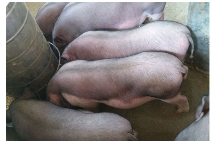 河源蓝塘土猪养殖基地，土猪育种品种优质，农家土猪怎么喂养图片