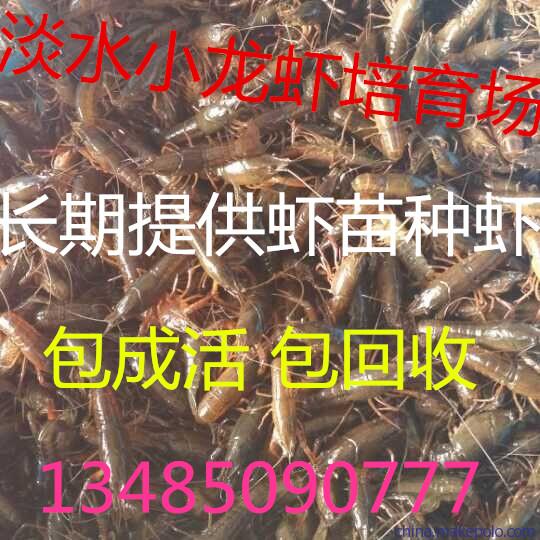 淡水龙虾苗直销龙虾苗批发价格现在龙虾苗多少钱一斤