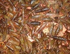 供应用于龙虾的淡水龙虾苗