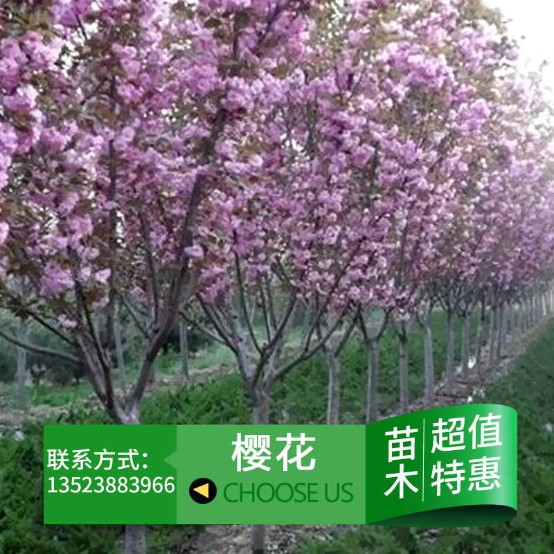 供应用于园林绿化的樱花树苗 日本晚樱树 樱花树种植苗圃批发图片