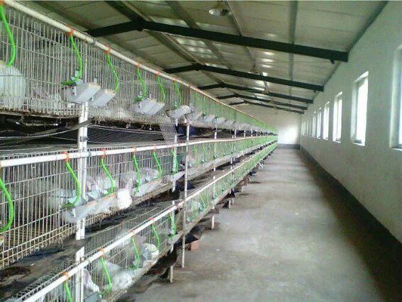 贵州肉兔养殖场在哪今年肉兔市场