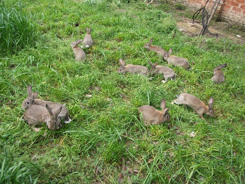 安徽肉兔种兔多少钱杂交野兔前景安徽肉兔种兔多少钱杂交野兔前景