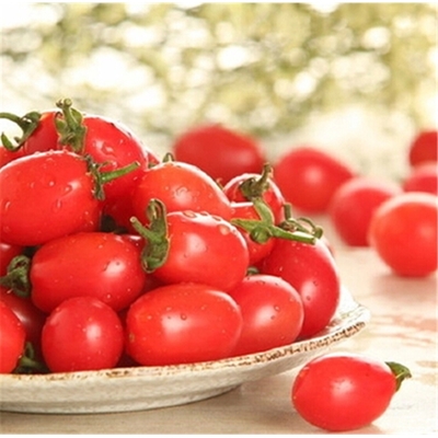 供应用于食用的攀枝花小番茄（圣女果）攀枝花小番茄批发零售