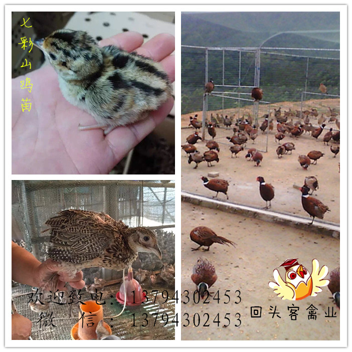 湛江野鸡苗-湛江山鸡苗-霞山野山鸡种苗全年有售图片