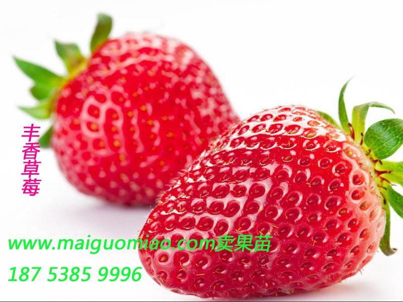 泰安市山东草莓苗厂家供应用于草莓生产的山东草莓苗 山东哪里有山东草莓苗基地 山东草莓苗价格