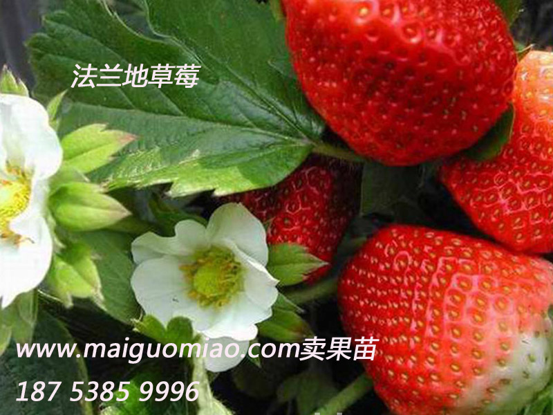 山东草莓苗供应用于草莓生产的山东草莓苗 山东哪里有山东草莓苗基地 山东草莓苗价格