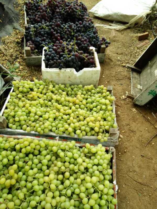 供应山东大棚葡萄种植技术方案