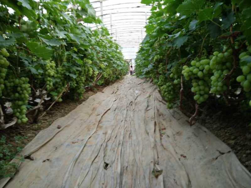 供应新品种葡萄种植技术，新品种葡萄种植技术方法，新品种葡萄种植技术技巧，新品种葡萄种植技术介绍