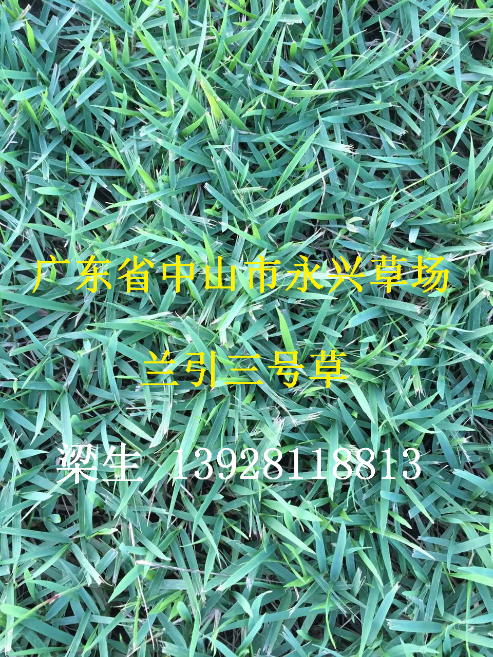 供应用于绿化的广东台湾草批发价格，广东台湾草批发商，广东台湾草种植基地图片