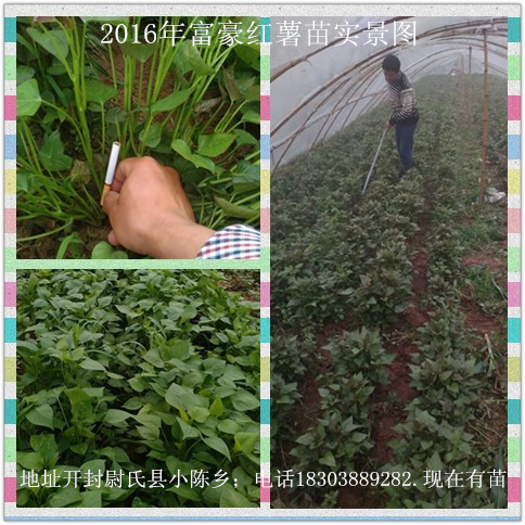 供应用于农田种植的开封红薯苗