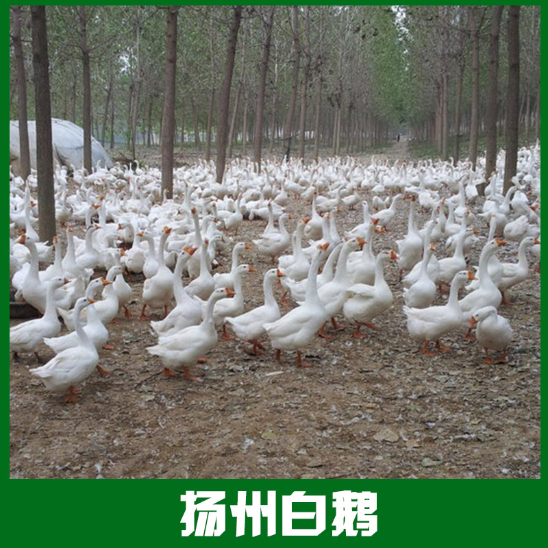 供应扬州白鹅鹅苗养殖基地，扬州白鹅鹅苗，白鹅鹅苗图片