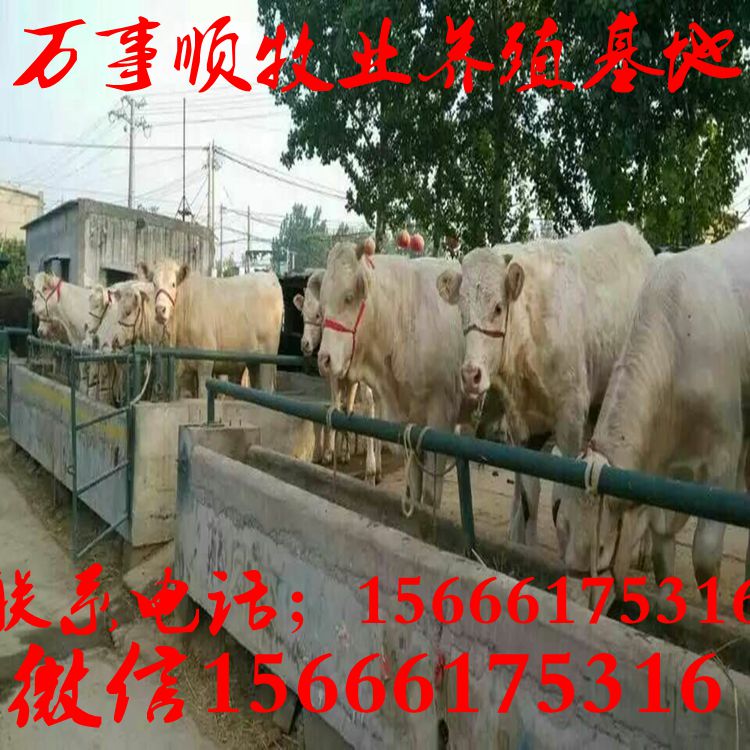 供应用于养殖的夏洛莱牛养殖成本,夏洛莱牛价格