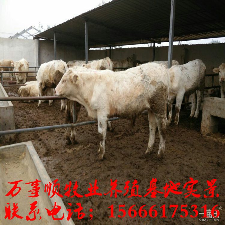 济宁市夏洛莱牛养殖成本,夏洛莱牛价格厂家供应用于养殖的夏洛莱牛养殖成本,夏洛莱牛价格