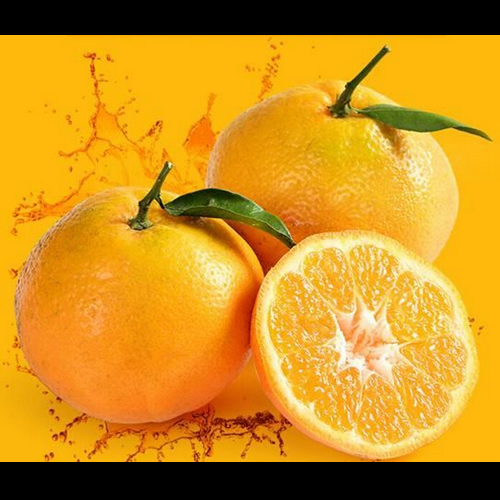 供应用于春见柑橘的超级美味专卖店春见柑橘(
