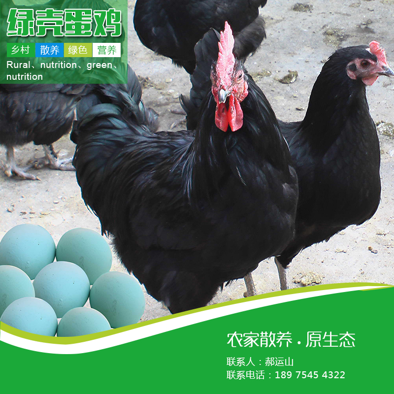 供应绿壳蛋鸡黑羽绿壳蛋鸡苗品种纯正产蛋率高全国包邮