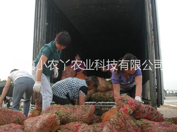 新乡高产红薯苗小农丫农业供应用于种植的新乡高产红薯苗小农丫农业