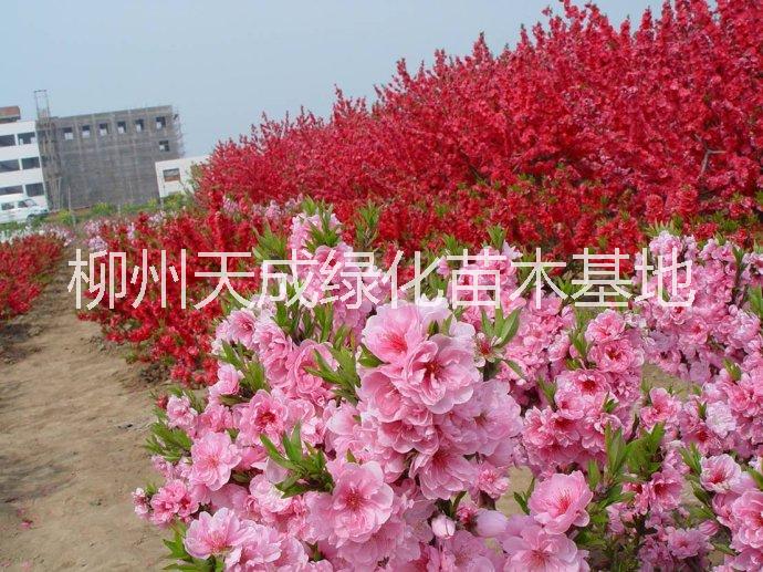 柳州市满天红观赏桃树苗厂家