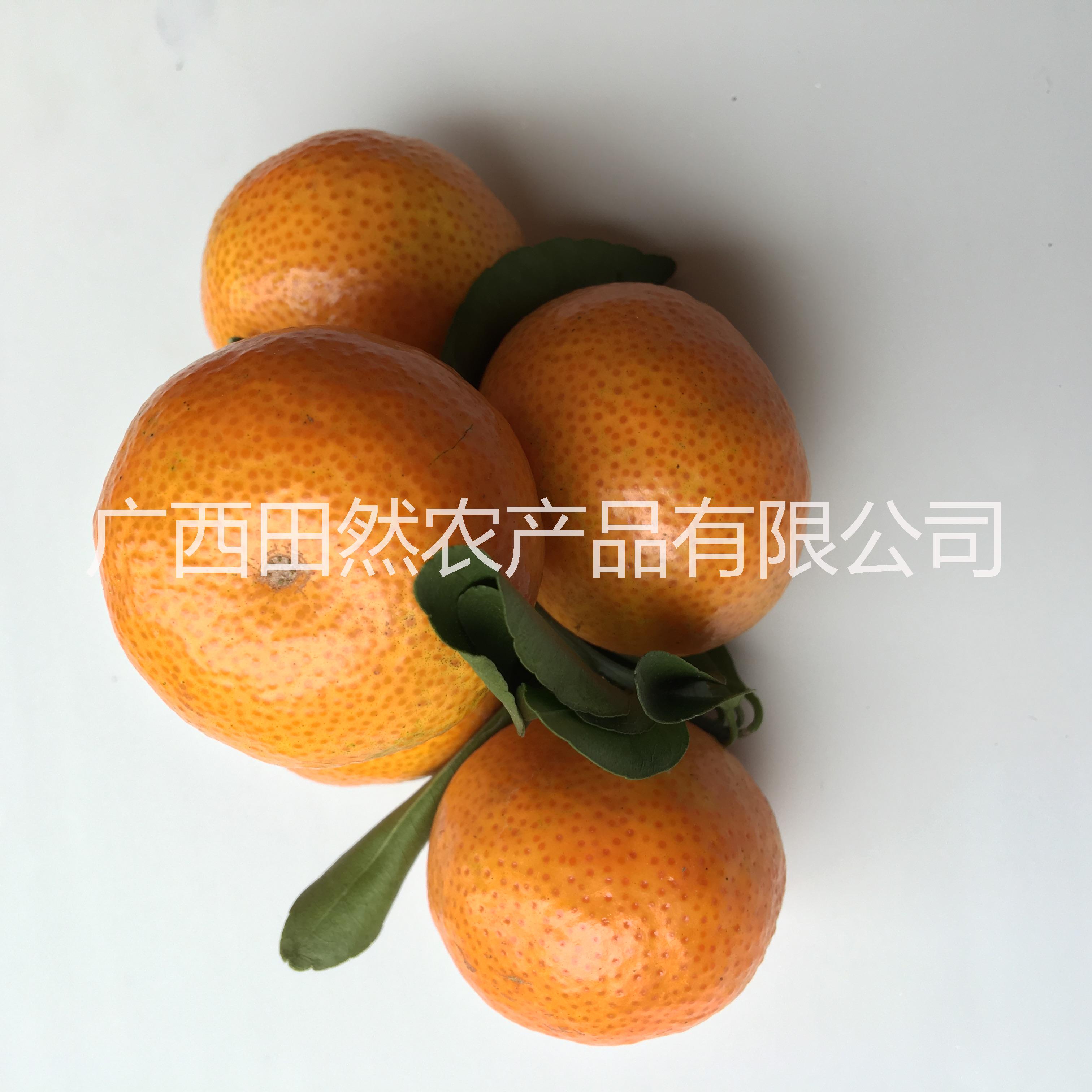 供应用于新鲜水果的砂糖橘（十月桔）皮薄多汁