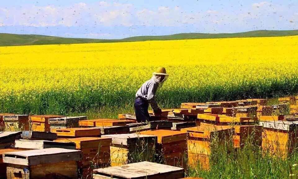 上海市吉尔吉斯斯坦高山野花蜜厂家