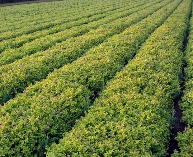 供应绣线菊、江苏绣线菊种植基地、绣线菊种植要求、绣线菊种植技术、哪里有绣线菊出售