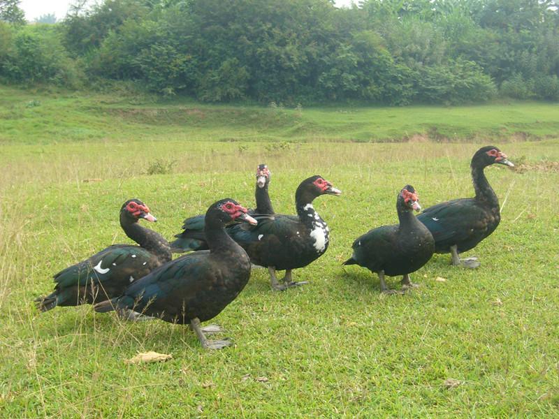黑番鸭苗供应用于饲养的黑番鸭苗