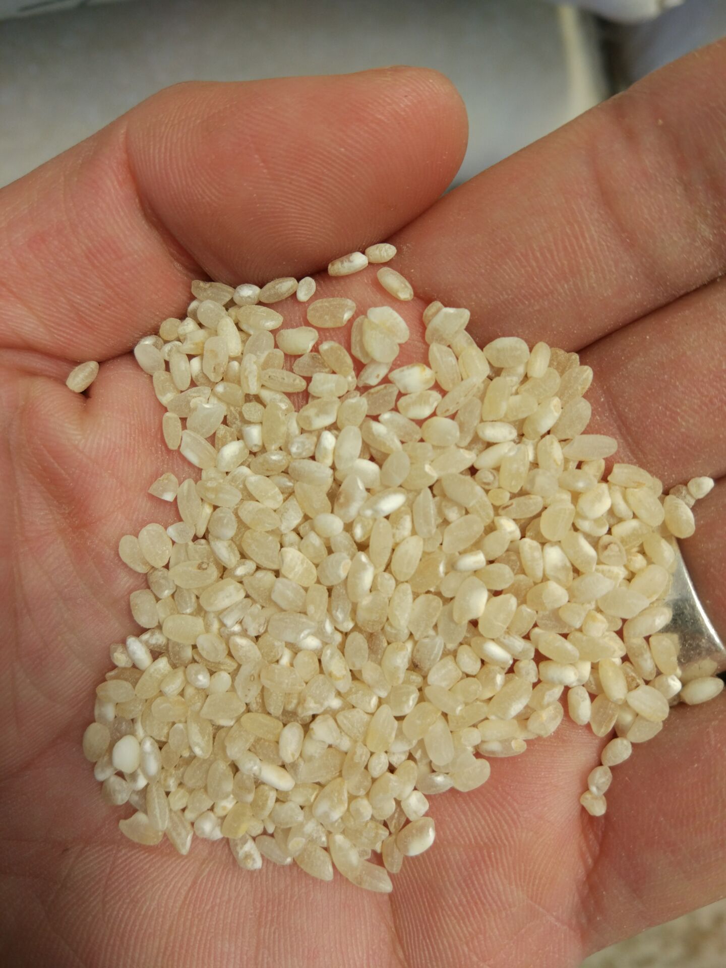 优质老米供应用于食品做酒的碎米 酒米 老米 优质老米