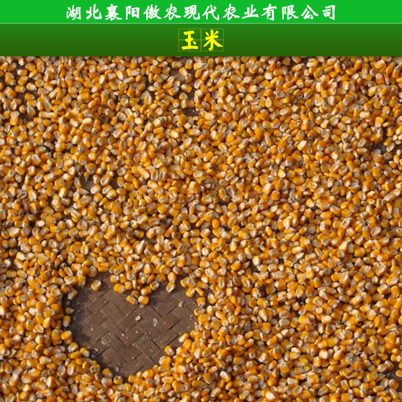 襄阳市玉米收购厂家