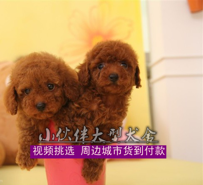 供应广州哪里有卖泰迪熊广州狗场在哪 广州纯种好的泰迪熊图片