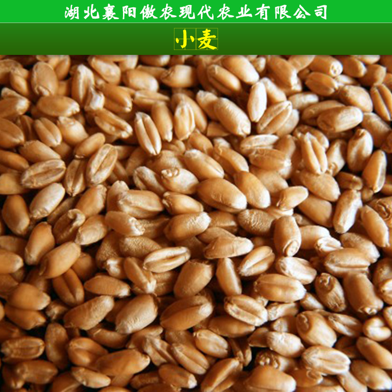 襄阳市小麦收购厂家