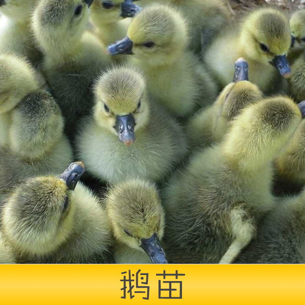供应山东省安丘市培江孵化厂孵化场直供鹅苗孵化场鹅苗图片