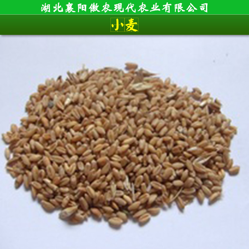 襄阳市小麦收购厂家小麦收购