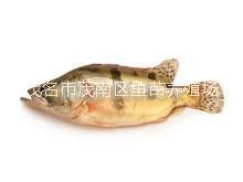 桂花鱼苗供应供应用于桂花鱼养殖的桂花鱼苗供应
