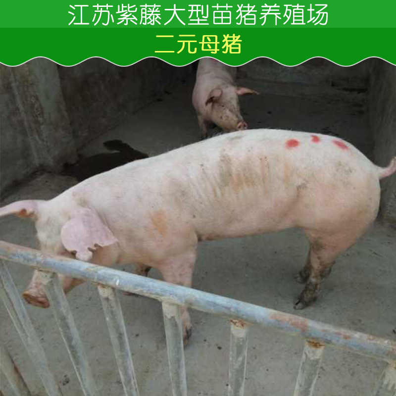 供应江苏二元母猪哪里有卖 二元母猪厂家价格 二元母猪批发多少钱图片