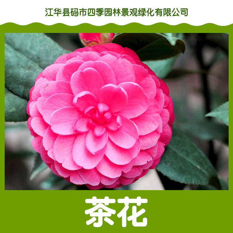 永州茶花树价格，茶花的养殖方法，优质花茶树批发，茶花树供应商图片