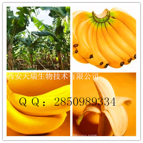 香蕉皮提取物厂家价格　天瑞生物香蕉皮提取物　陕西香蕉皮提取物
