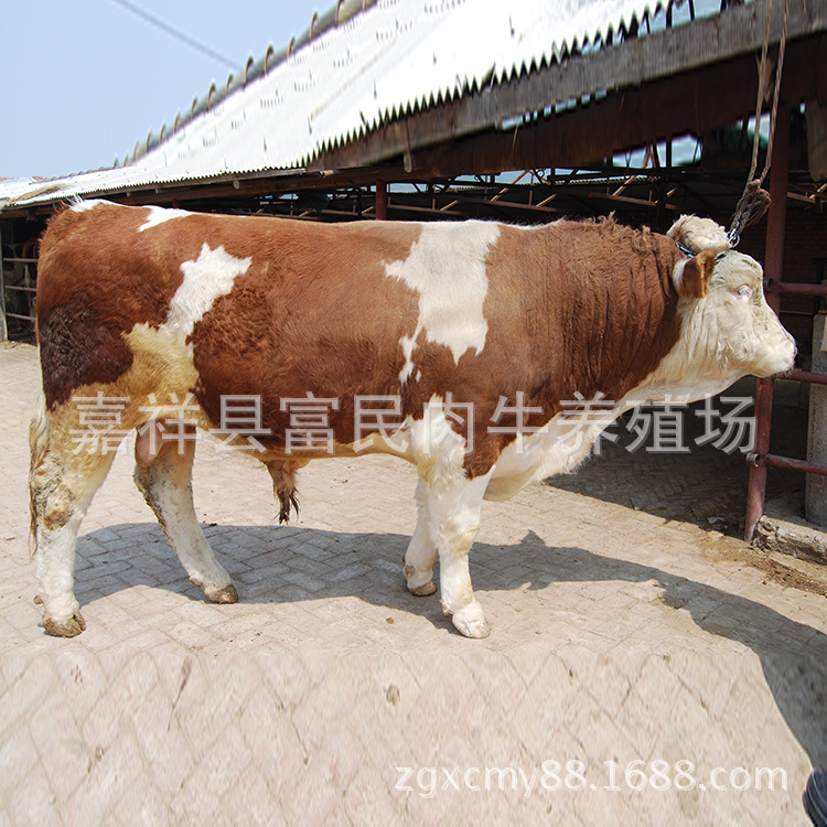 供应用于出售牛犊|种牛|改良肉牛的利木赞牛 西门塔尔牛  鲁西黄牛图片