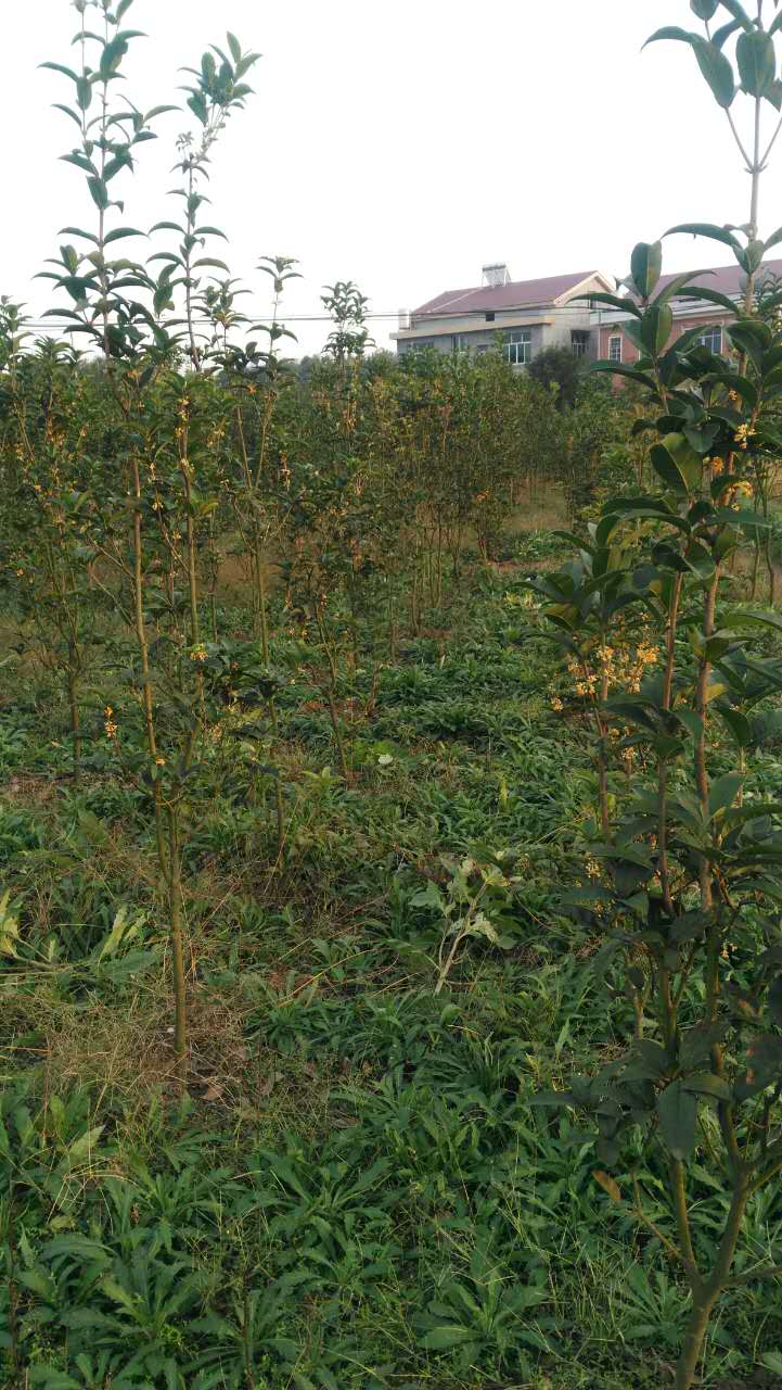 益阳市天香台阁桂花批发厂家供应天香台阁桂花批发，天香台阁桂花厂家，天香台阁桂花价格