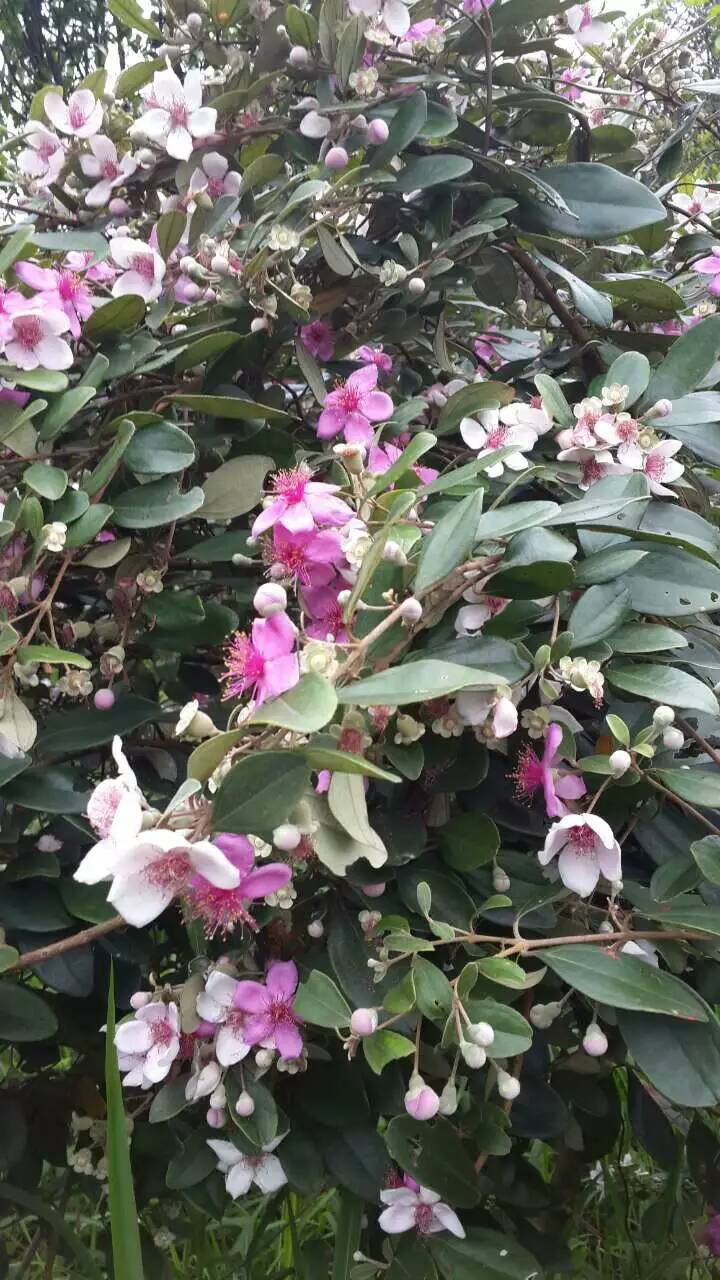 广州增城桃金娘种植场大量供应棯子苗