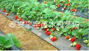 泰安市大量供应草莓苗厂家供应用于种植的大量供应草莓苗（丰香、法兰地、红颜、章姬、甜查理、甜宝等）