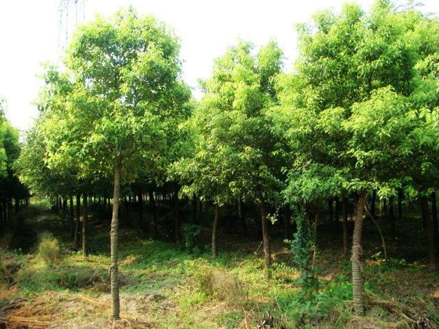 栾树供应用于绿化的栾树，栾树苗批发价，栾树苗种植园，栾树苗种植基地