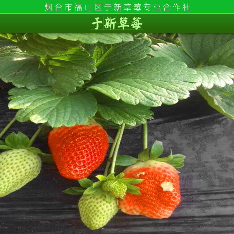 冷冻草莓全国出售|新鲜草莓只有山东|草莓15677777285图片