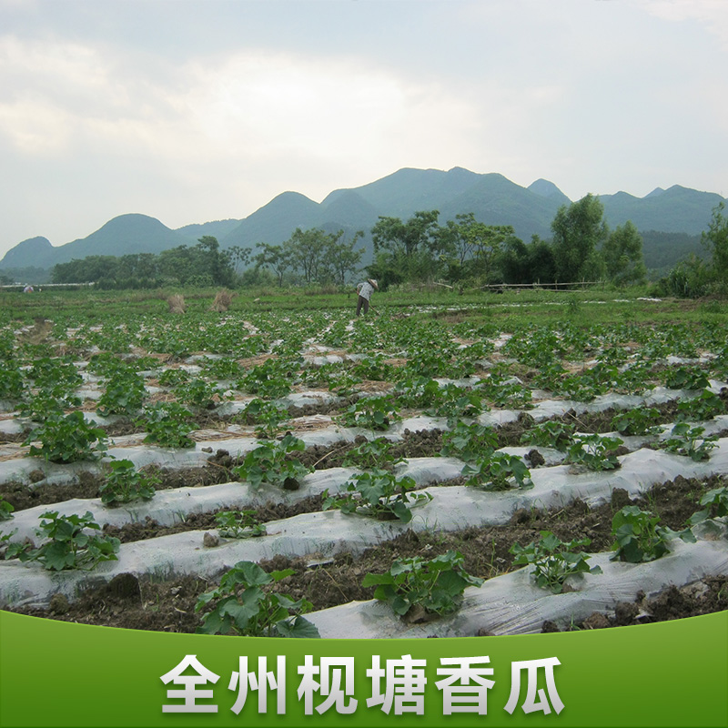 桂林市全州枧塘香瓜厂家供应全州枧塘香瓜 香瓜果树供应商 种苗批发 香瓜种植基地