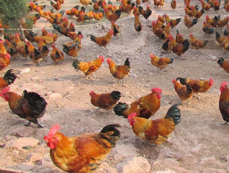 土鸡苗,绿壳蛋鸡苗,柴鸡苗,笨鸡供应用于饲养的土鸡苗,绿壳蛋鸡苗,柴鸡苗,笨鸡