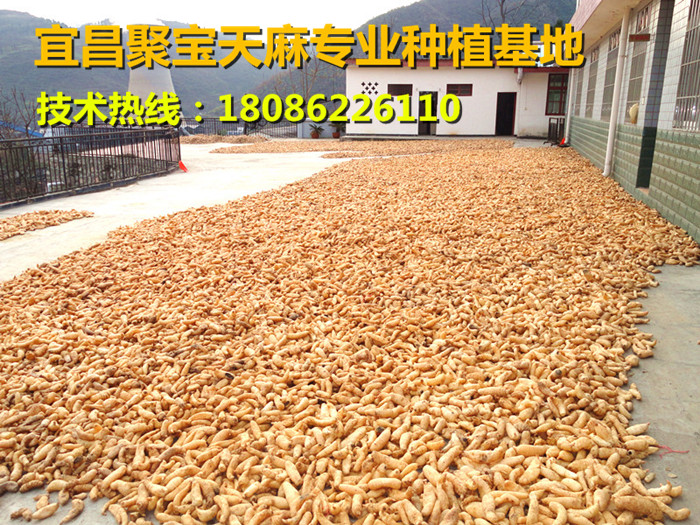 宜昌市乌红杂交天麻0代种子厂家供应用于天麻种子的乌红杂交天麻0代种子