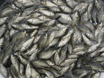 草鱼供应用于养殖种苗|垂钓的草鱼